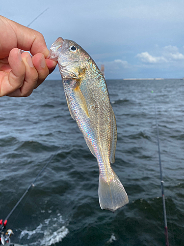 イシモチの釣果