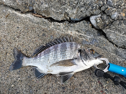 チヌの釣果