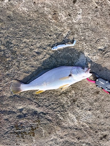 イシモチの釣果