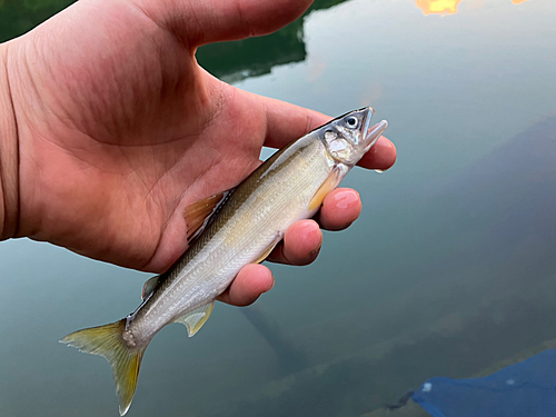 アユの釣果