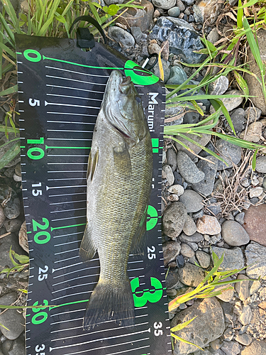 スモールマウスバスの釣果