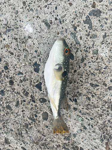 フグの釣果