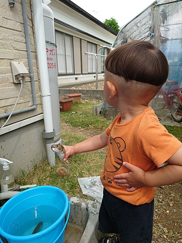 イワナの釣果