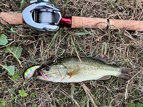 ラージマウスバスの釣果