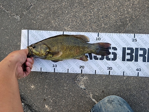 スモールマウスバスの釣果