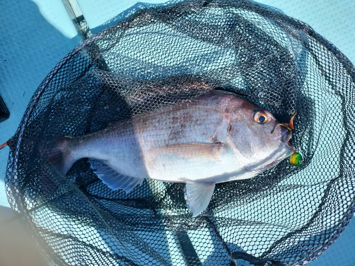 ドS東京湾鯛ラバ備忘録さんの釣果 2枚目の画像