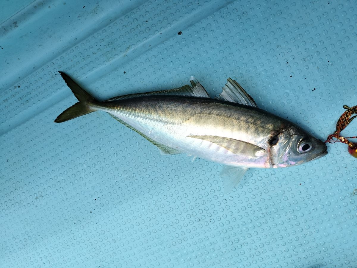 ドS東京湾鯛ラバ備忘録さんの釣果 3枚目の画像