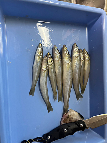 キスの釣果