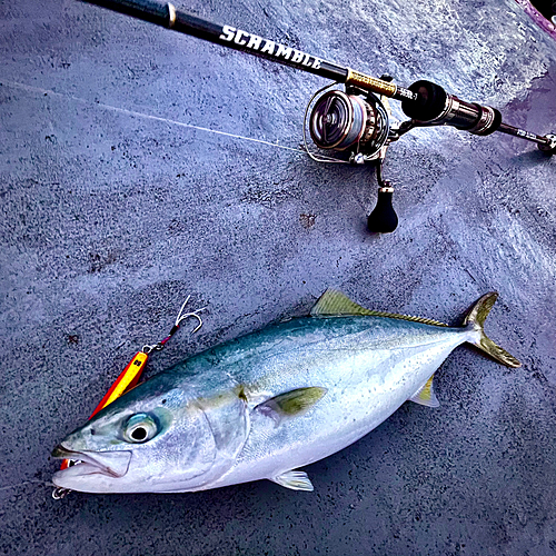 イナダの釣果