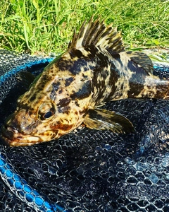 ベッコウゾイの釣果