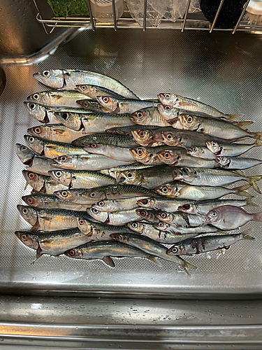 サバの釣果