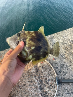 カワハギの釣果