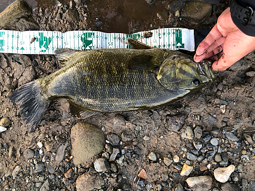 スモールマウスバスの釣果