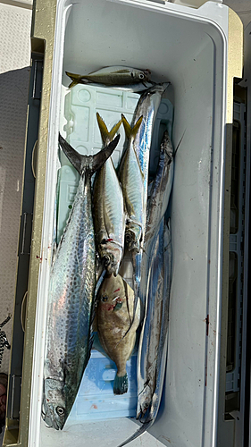 タチウオの釣果