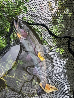 ニジマスの釣果