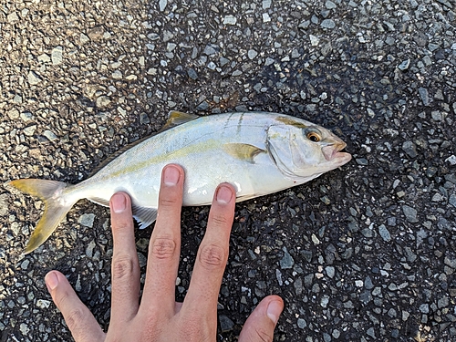 カンパチの釣果