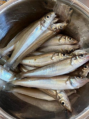 キスの釣果