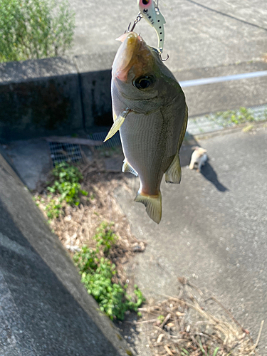 セイゴ（ヒラスズキ）の釣果