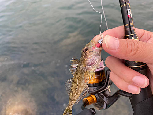 アナハゼの釣果