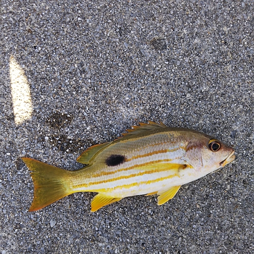 ニセクロホシフエダイの釣果