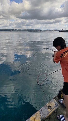 マルソウダの釣果