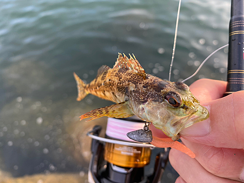 アナハゼの釣果