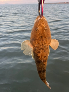 マゴチの釣果