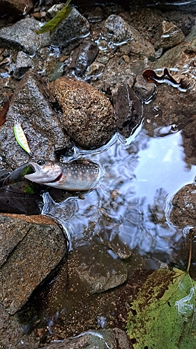 イワナの釣果