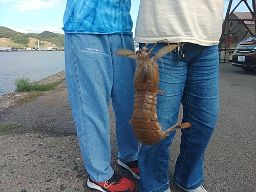 シャコの釣果