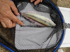 キュウセンの釣果