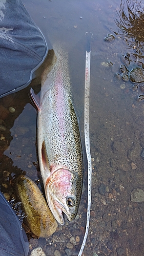 ニジマスの釣果