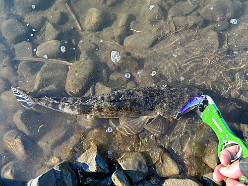 マゴチの釣果