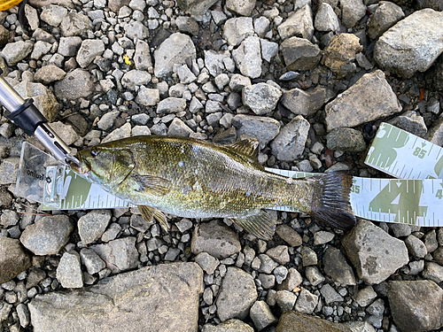 スモールマウスバスの釣果