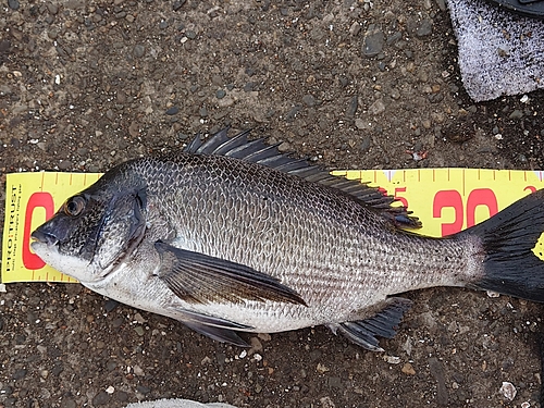 クロダイの釣果