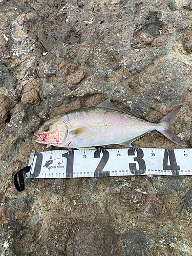 ショゴの釣果