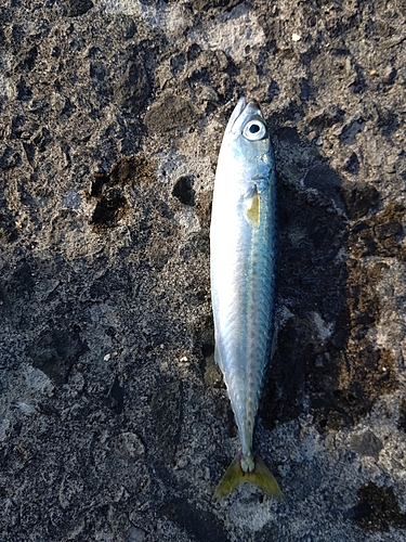 サバの釣果