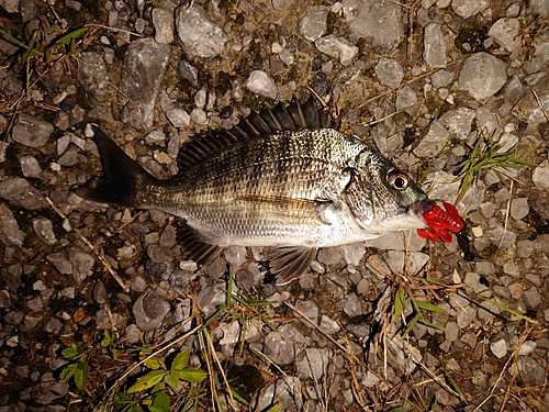 チヌの釣果