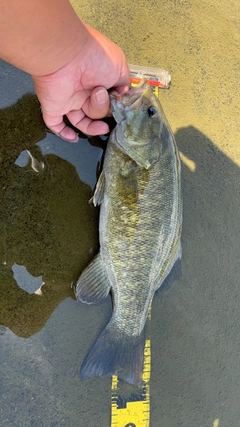 スモールマウスバスの釣果