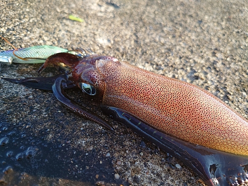 アオリイカの釣果