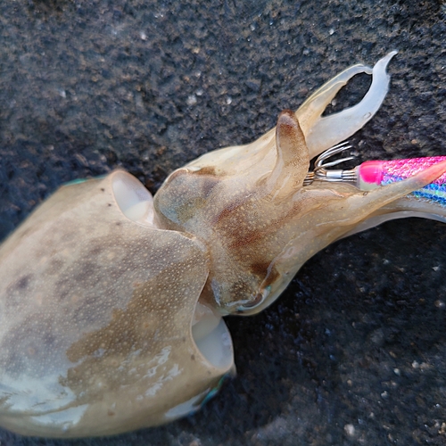 コウイカの釣果