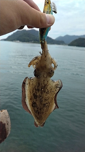 モンゴウイカの釣果