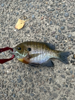 ブルーギルの釣果