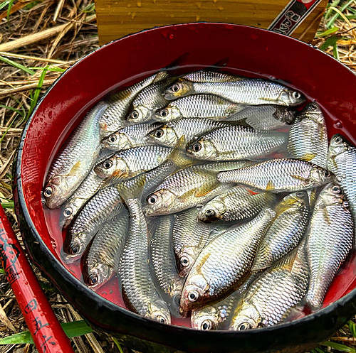 ヤリタナゴの釣果