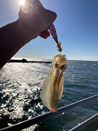 アオリイカの釣果