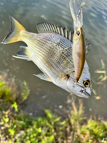 キビレの釣果