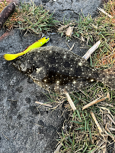 ヒラメの釣果