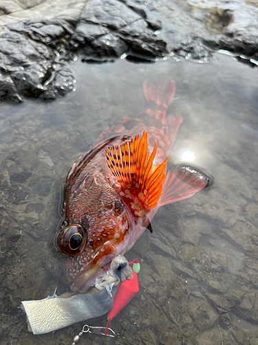 カサゴの釣果