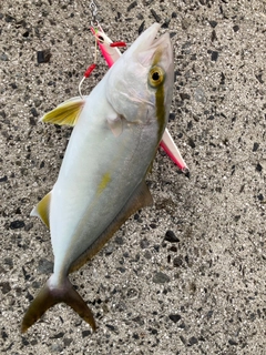 ショゴの釣果