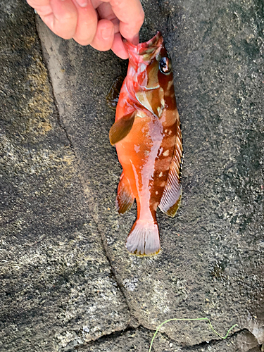 アカハタの釣果