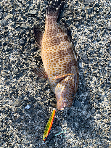 オオモンハタの釣果